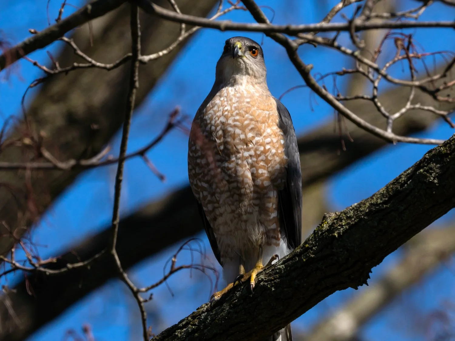Cooper's Hawks — Susan Kirby